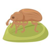 Brown beetle is standing on a green leaf vector