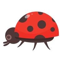 Cute ladybug crawling and showing its spots vector