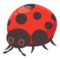 Cute ladybug crawling and showing its spots vector
