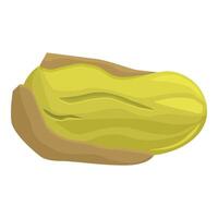 Pistachio nut with open shell lying horizontally vector