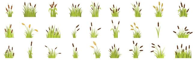 Grass reed icons set. Set of different reed plants growing in swamp vector