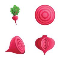 Fresh beet icons set cartoon . Whole and chopped beetroot vector