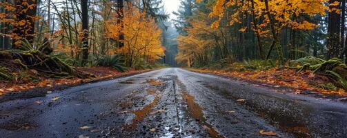Wet Road Through Autumnal Forest in the Pacific Northwest photo