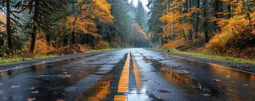 Wet Road Through Autumnal Forest in the Pacific Northwest photo