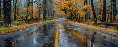 Wet Road Through Autumnal Forest in the Pacific Northwest photo