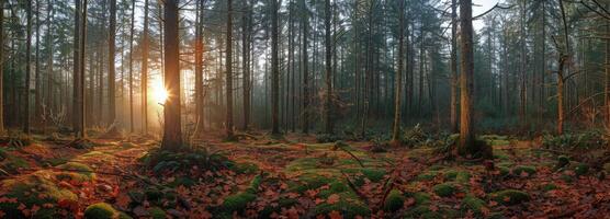 Sunbeams Filtering Through Tall Trees in a Mossy Forest photo