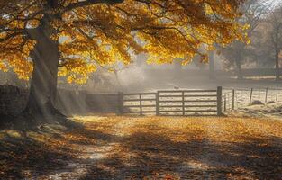 Golden Leaves and Sunlit Path Leading to a Wooden Gate in Autumn photo