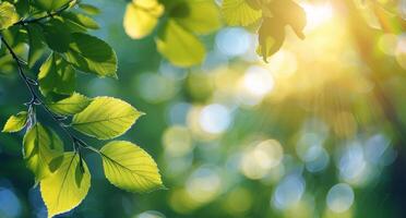Sunlit Green Leaves in a Forest on a Summer Day photo