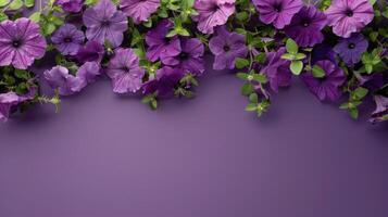 Purple Petunia Flowers Framing a Purple Background photo