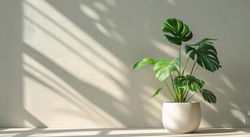 Large Green Monstera Plant in White Pot Against White Wall With Window Light photo