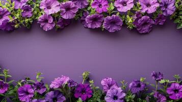Purple Petunia Flowers Framing a Purple Background photo