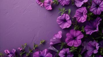 Purple Petunia Flowers on a Purple Background photo