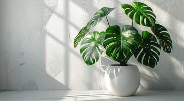 Large Green Monstera Plant in White Pot Against White Wall With Window Light photo