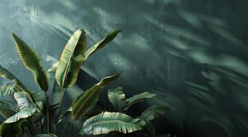 Lush Green Banana Leaves Against a Smooth Green Wall photo