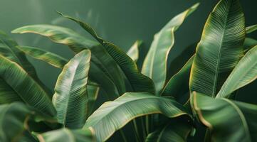 Lush Green Banana Leaves Against a Smooth Green Wall photo
