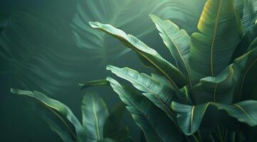 Lush Green Banana Leaves Against a Smooth Green Wall photo