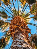 Close Up View of Palm Tree Trunk With Green Fronds and Sunlight photo