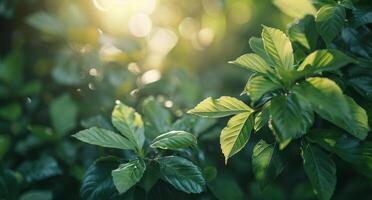 Green Leaves Illuminated by Sunlight in a Lush Forest photo