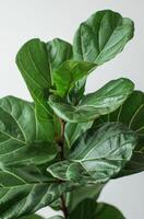 Close Up of Fiddle Leaf Fig Plant Leaves Against a White Background photo
