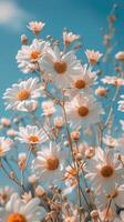 White Daisies Blooming in a Field Under a Blue Sky photo