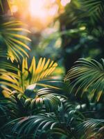 Close Up Of Palm Tree Fronds In A Tropical Setting photo