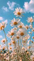 White Daisies Blooming in a Field Under a Blue Sky photo