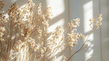 Dried Flowers in Window Light on a White Wall photo
