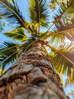 Palm Tree Trunk And Fronds From Below photo