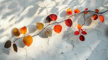 Autumn Branch With Red, Yellow, and Orange Leaves Against a White Wall in Sunlight photo