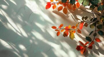 Autumn Branch With Red, Yellow, and Orange Leaves Against a White Wall in Sunlight photo