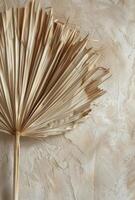 Close Up of Light Beige Palm Leaf Fan photo