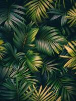 Close Up Of Palm Tree Fronds In A Tropical Setting photo