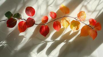 Autumn Branch With Red, Yellow, and Orange Leaves Against a White Wall in Sunlight photo