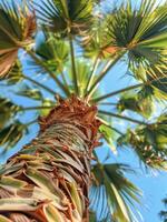 Palm Tree Trunk And Fronds From Below photo