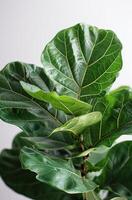 Close Up of Fiddle Leaf Fig Plant Leaves Against a White Background photo