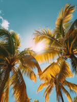 Close Up Of Palm Tree Fronds In A Tropical Setting photo