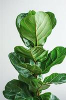Close Up of Fiddle Leaf Fig Plant Leaves Against a White Background photo