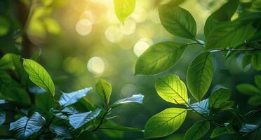 Green Leaves Illuminated by Sunlight in a Lush Forest photo