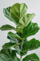 Close Up of Fiddle Leaf Fig Plant Leaves Against a White Background photo