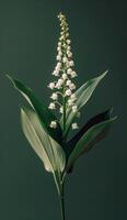 A Single Lily of the Valley Blossom in Full Bloom Against a Dark Green Background photo