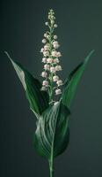A Single Lily of the Valley Blossom in Full Bloom Against a Dark Green Background photo