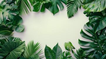 Lush Green Tropical Leaves Arranged Around White Background photo