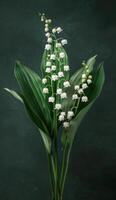 A Single Lily of the Valley Blossom in Full Bloom Against a Dark Green Background photo
