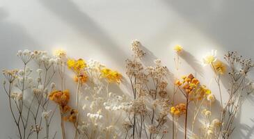 Dried Flowers Cast Shadows On White Wall In Soft Sunlight photo
