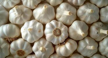 Close Up View of Fresh, Whole Garlic Bulbs photo