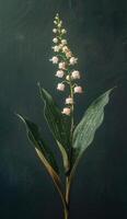Delicate Lily Of The Valley Flowers Blooming Against A Green Background photo