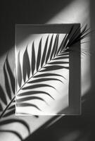 Palm Tree Shadow on a White Wall With a Recessed Square photo