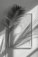 Palm Tree Shadow on a White Wall With a Recessed Square photo