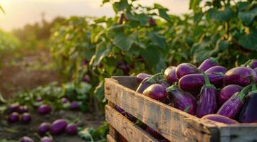 Freshly Harvested Eggplants in a Wooden Crate at Sunset photo
