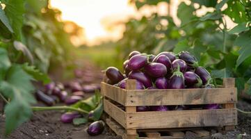 Freshly Harvested Eggplants in a Wooden Crate at Sunset photo